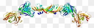 Vascular Endothelial Growth Factor Clipart