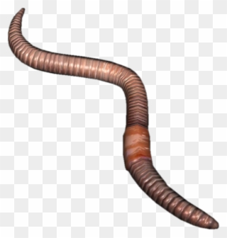 Png Earthworm Images Pluspng - Earthworm Png Clipart