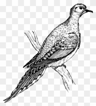 Columbidae Mourning Dove Bird Computer Icons Drawing - Mourning Dove Clipart Black And White - Png Download