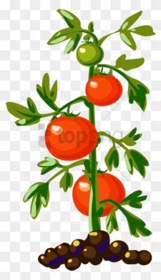 Clip Art - Food Clipart - Tomato Plant Clipart - Png Download