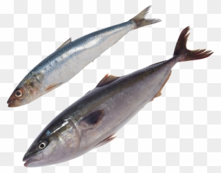 Fish Png - Food Clipart