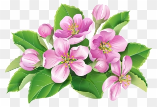 Blossom Geranium Transprent Png Free Download Plant - Geranium Png Clipart