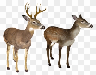 Deer Clipart Transparent Background - White Tailed Deer White Background - Png Download