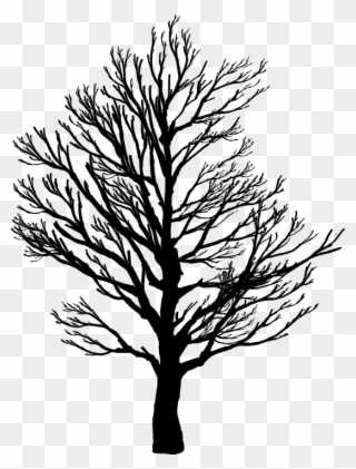 Barren, Branches, Nature, Plant, Plants, Silhouette - Tree Silhouette Art Clipart