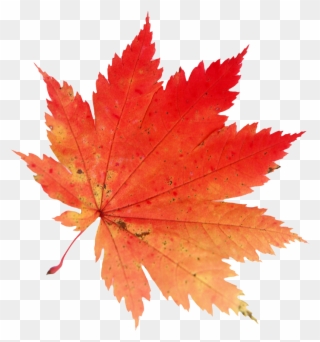 Autumn Leaves Clipart El Otono - Hoja De Arce Japones - Png Download