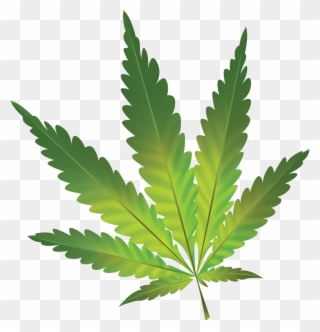 Cannabis - Hamp Plante Hvid Baggrund Clipart