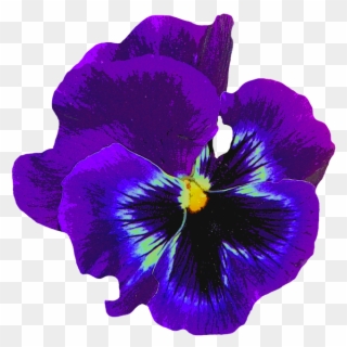 Pansy, Blue, Spring, Blossom, Bloom, Flower, Violaceae - Amor Perfeito Azul Png Clipart