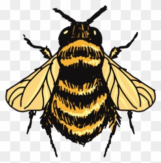 Bumblebee Sketch Tops Transprent - Bumblebee Drawing Clipart