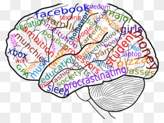 Brain Cliparts Transparent - Brain Adolescent - Png Download