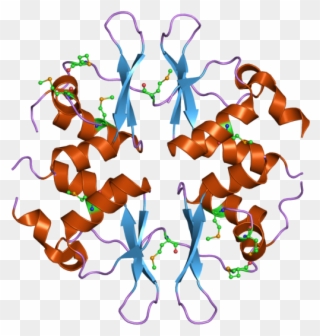Structure Of Clcn1 Protein Clipart