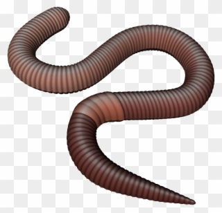 Png Earthworm Transparent Earthworm - Transparent Background Earthworm Clipart