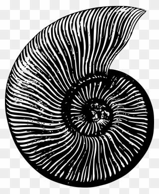 Medium Image - Black And White Ammonite Clipart