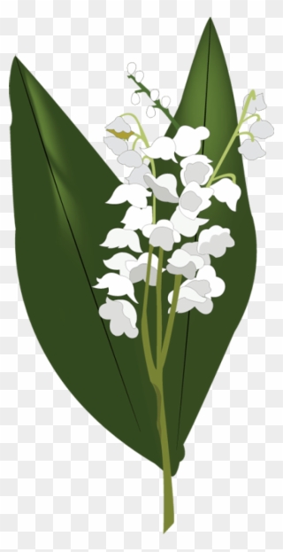 Lily Of The Valley Png Clipart