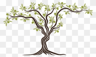 "from The Seed An Olive Tree Sprouted, Simbol Of Peace, - Olive Clipart