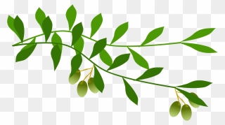 Olive Branch Leaf Laurel Wreath Tree - Olive Branch Free Clip Art - Png Download