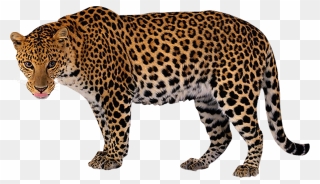 Leopard - Lion Tiger Cheetah Leopard Jaguar Panther Png Clipart