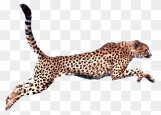 Graphic Royalty Free Download Felidae Clip Art Transprent - Cheetah Png Transparent Png