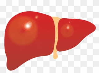 Liver Clipart Cirrhosis - Cirrhosis - Png Download