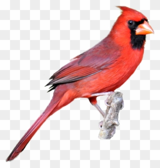 Winter Cardinal Bird Clipart Clip Art Library Classroom - Cardinal Bird White Background - Png Download