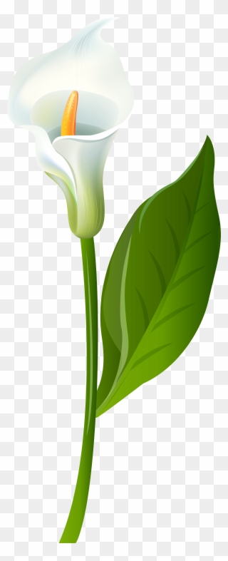 Calla Lily Clipart - Green Calla Lilies Png Transparent Png