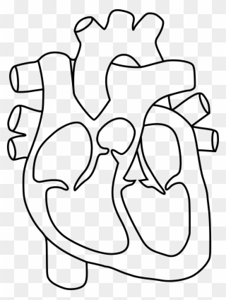 Collection Of Heart Clipart Coloring Pages - Human Heart For Coloring - Png Download