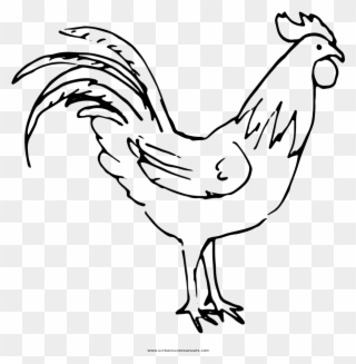 Clipart Stock Cock Drawing - Rooster - Png Download