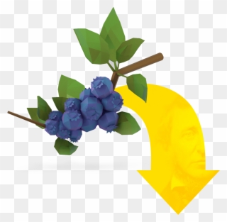 Scroll To Explore The Connections Between Thoreau, - Blueberry Clipart