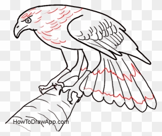 Eagle Feathers Drawing At Getdrawings Com Free For - Draw A Eagle Easy Clipart