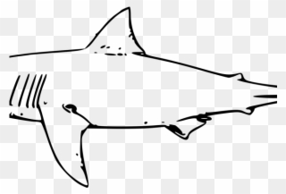 Drawn Tiger Shark Svg - Shark Drawing Black And White Clipart