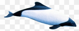 Vector Download Commerson S Dolphin - Dolphin Clipart