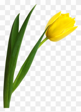 Graphic Freeuse Stock Tulip Png Image Obr Zky Velikonoce - Yellow Tulip Clipart Png Transparent Png