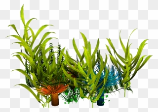 Underwater Aquatic Plants Seaweed Clip Art - Seaweed Png Transparent Png