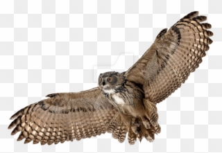 Barn Owl Png Picture - Flying Owl Transparent Background Clipart