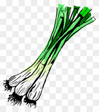 Spring Onions - Illustration Clipart