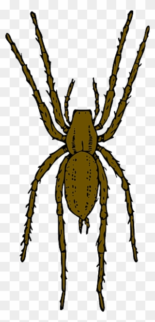 Black And White Stock Free Pictures Arachnid Images - Brown Spider Clipart - Png Download