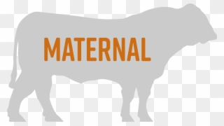 Maternal Bulls - Dairy Cow Clipart
