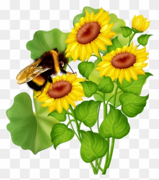 Flowers And Bees - Common Sunflower Clipart