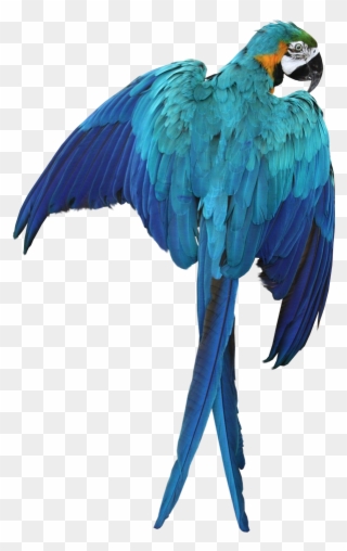 Macaw Png Transparent Images - Blue Macaw No Background Clipart