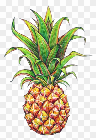 Clipart Pineapple Flower - Pineapple Plant Drawing - Png Download