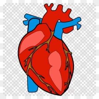 Human Heart Clipart Heart Clip Art - Human Body Heart Clipart - Png Download