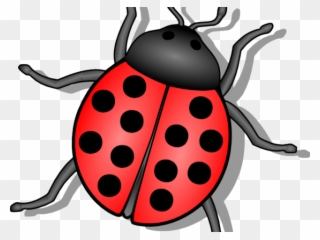 Beetle Clipart Animated - Lady Bug - Png Download