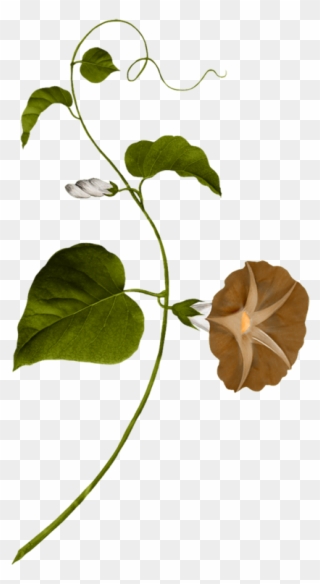 Water Spinach Clipart