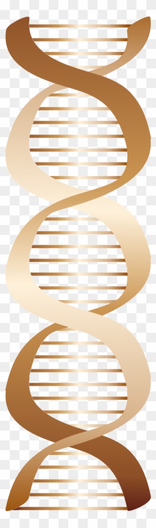 Bronze Dna Icon 555px - Dna Png Brown Clipart