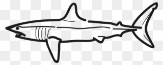 Mako Shark - Shortfin Mako Shark Clipart
