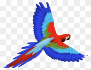 Scarlet Macaw Flying Drawing Clipart