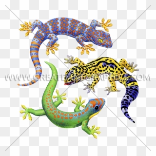 Three Geckos Production Ready Artwork For T - Printed T-shirt Clipart