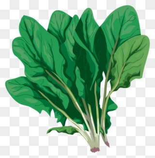 Spinach - Komatsuna Clipart
