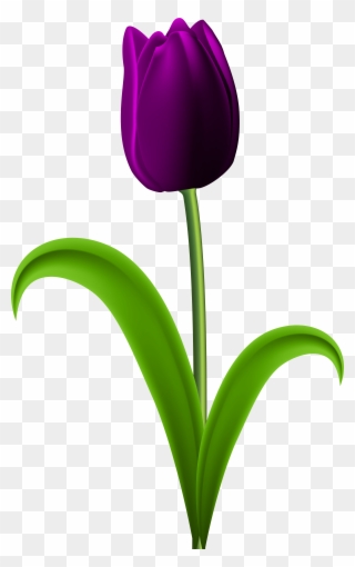 Dark Red Tulip Png Clipart