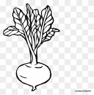 Beet Clipart Black And White - Coloring Book - Png Download