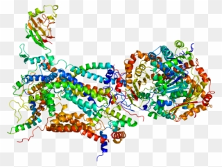 Aldolase B Structure Clipart